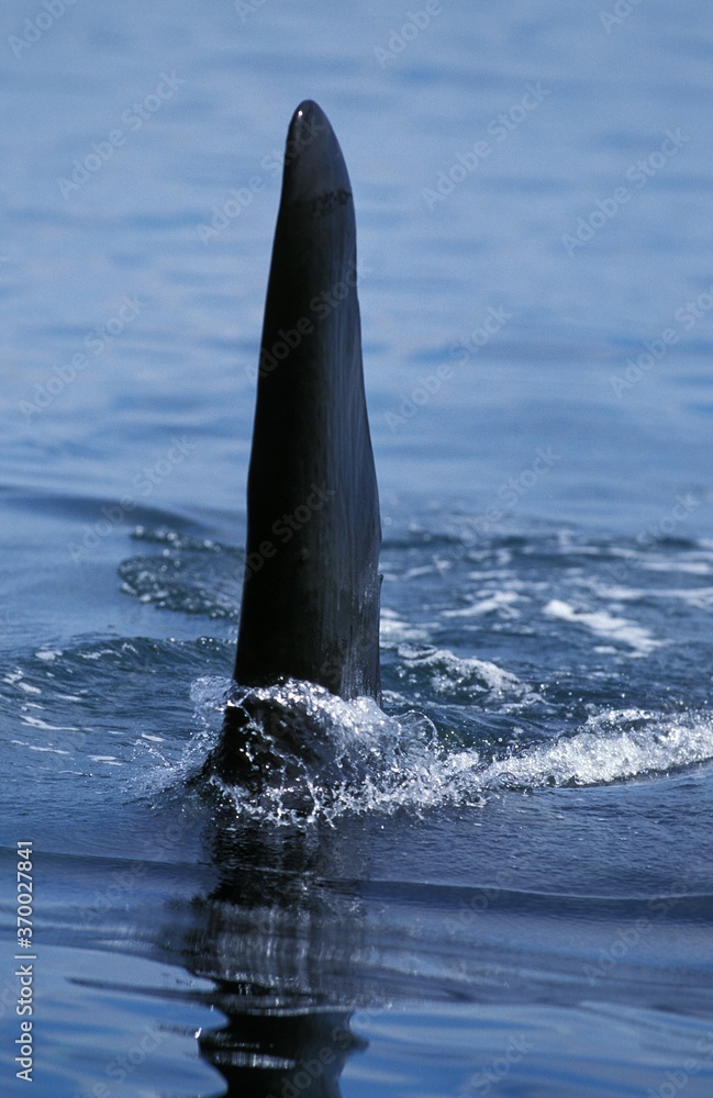 Fototapeta premium Killer Whale, orcinus orca, Dorsal Fin of Adult, Canada