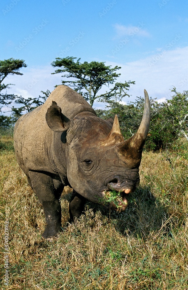 Fototapeta premium Black Rhinoceros, diceros bicornis, Adult eating, Kenya
