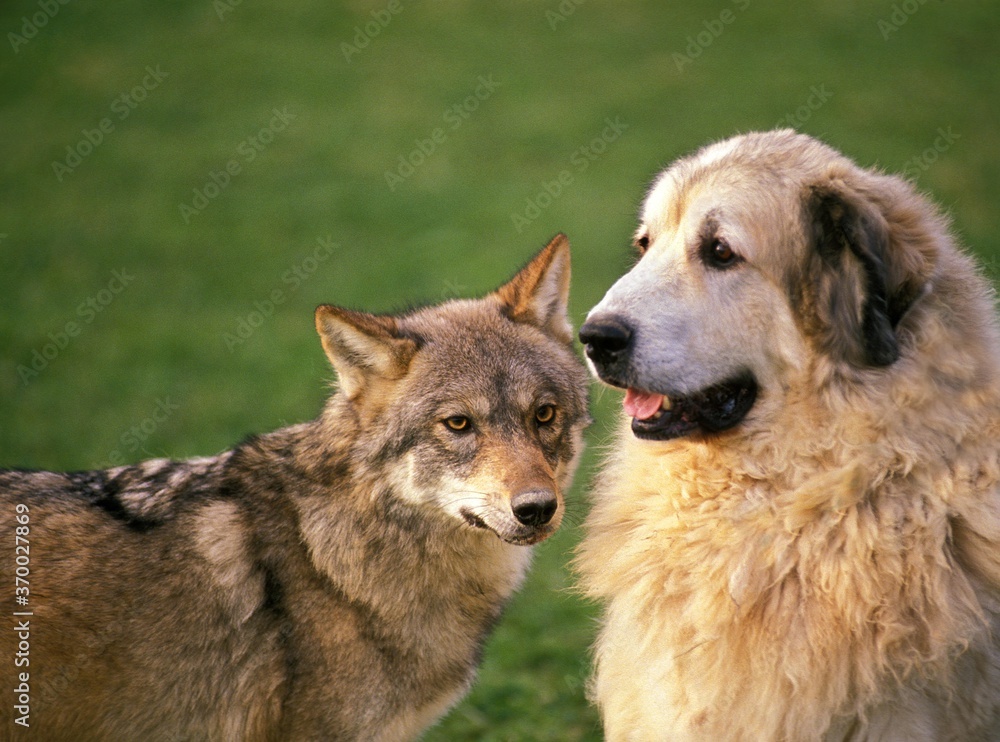 European Wolf canis lupus with a Pyrenean Mountain Dog European Wolf canis lupus with a Pyrenean Mountain Dog