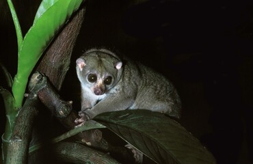 Bosman's Potto, perodicticus potto, Adult