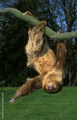 Two Toed Sloth, choloepus didactylus, Adult hanging from Branch photo