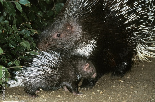 Crested Porcupine, hystrix cristata, Female with Young