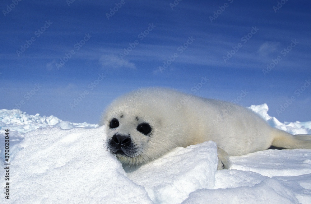 Obraz premium Harp Seal, pagophilus groenlandicus, Pup standing on Icefield, Magdalena Island in Canada