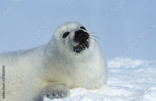 Harp Seal, pagophilus groenlandicus, Pup standing on Icefield, Magdalena Island in Canada