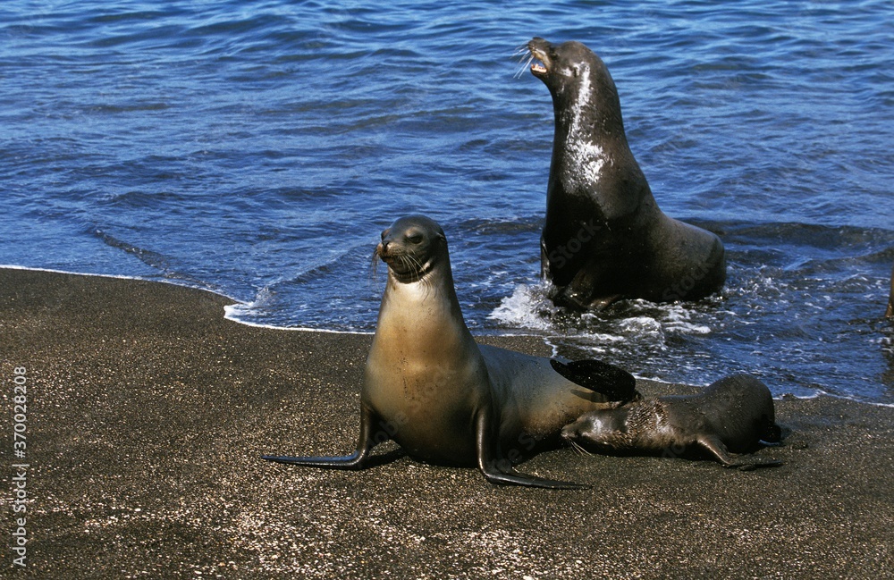 Fototapeta premium Galapagos Fur Seal, arctocephalus galapagoensis, Mother with Cub standing on Beach, Galapagos Islands
