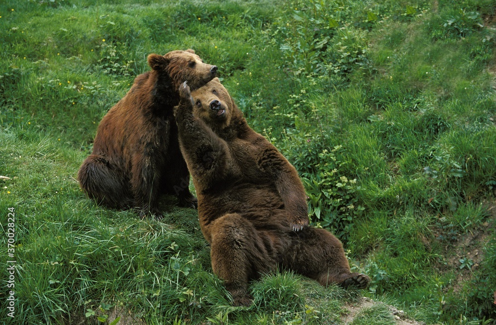 Fototapeta premium Brown Bear, ursus arctos, Adults playing in a Funny Posture