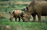 White Rhinoceros, ceratotherium simum, Mother with Calf, South Africa
