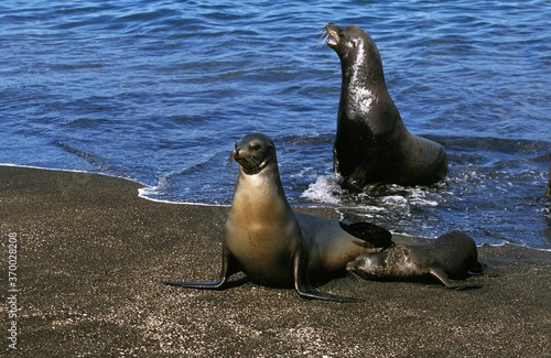 Galapagos Fur Seal, arctocephalus galapagoensis, Mother with Cub standing on Beach, Galapagos Islands