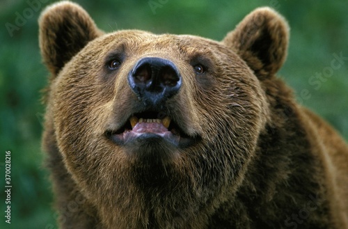 Brown Bear, ursus arctos, Portrait of Adult