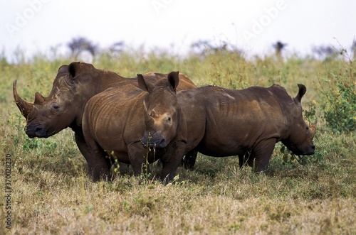 White Rhinoceros  ceratotherium simum  South Africa