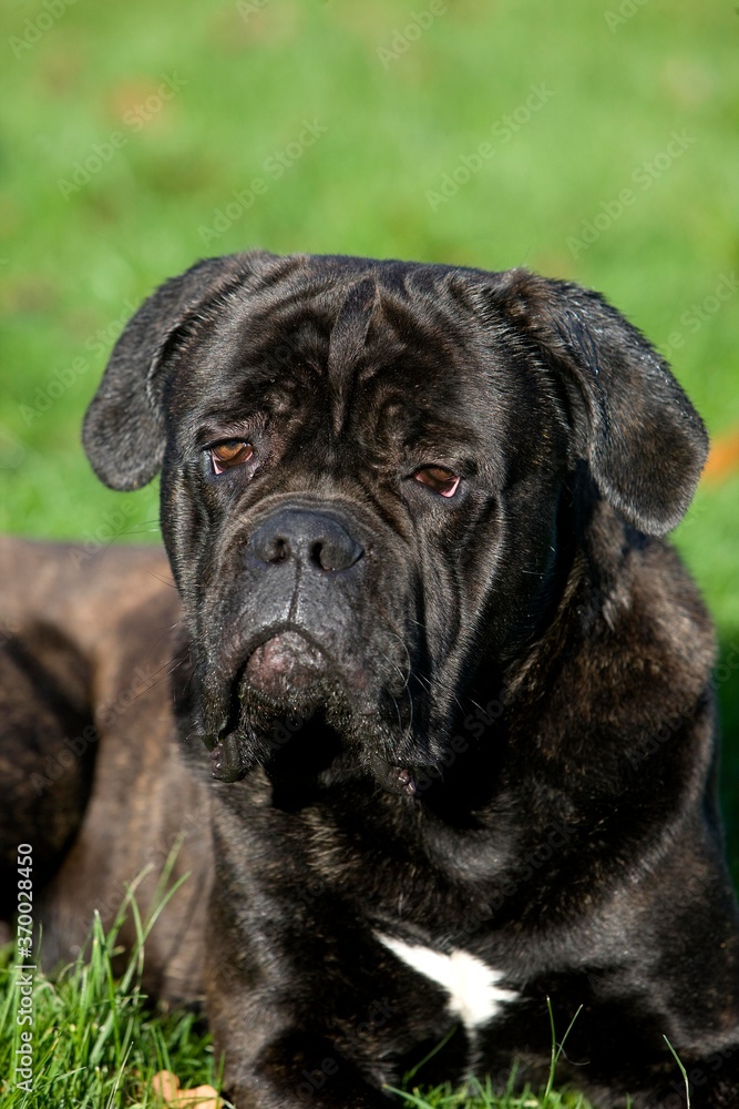 Cane Corso, Dog Breed from Italy, Adult Laying on Grass Cane Corso, Dog Breed from Italy, Adult Laying on Grass