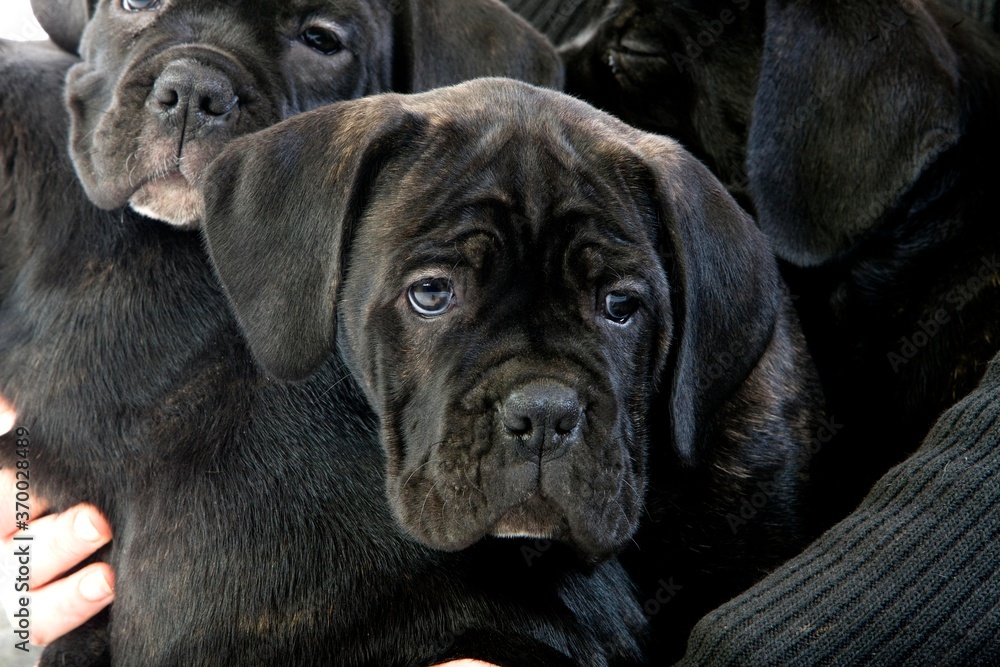 Obraz premium Cane Corso, Dog Breed from Italy, Portrait of Pup
