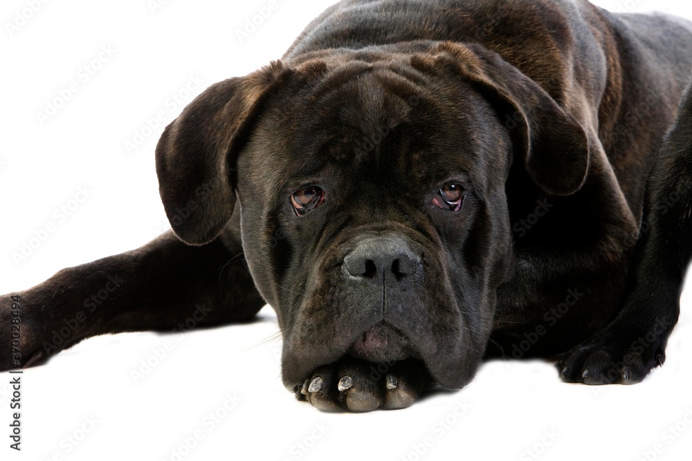 Cane Corso, Dog Breed from Italy, Portrait of Adult Against White Background