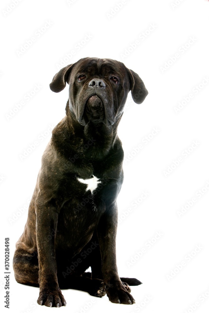 Cane Corso, Dog Breed from Italy, Adult Sitting Against White Background