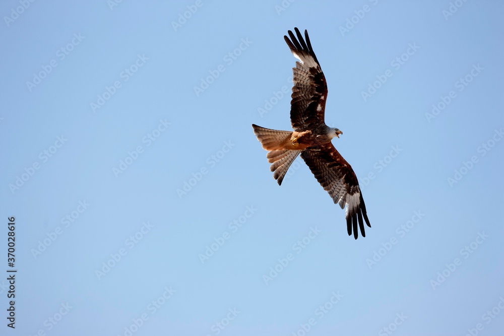 Obraz premium Red Kite, milvus milvus, Adult in Flight against Blue Sky