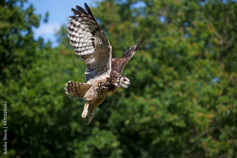 Fototapeta premium Cape Eagle Owl, bubo capensis, Adult in Flight