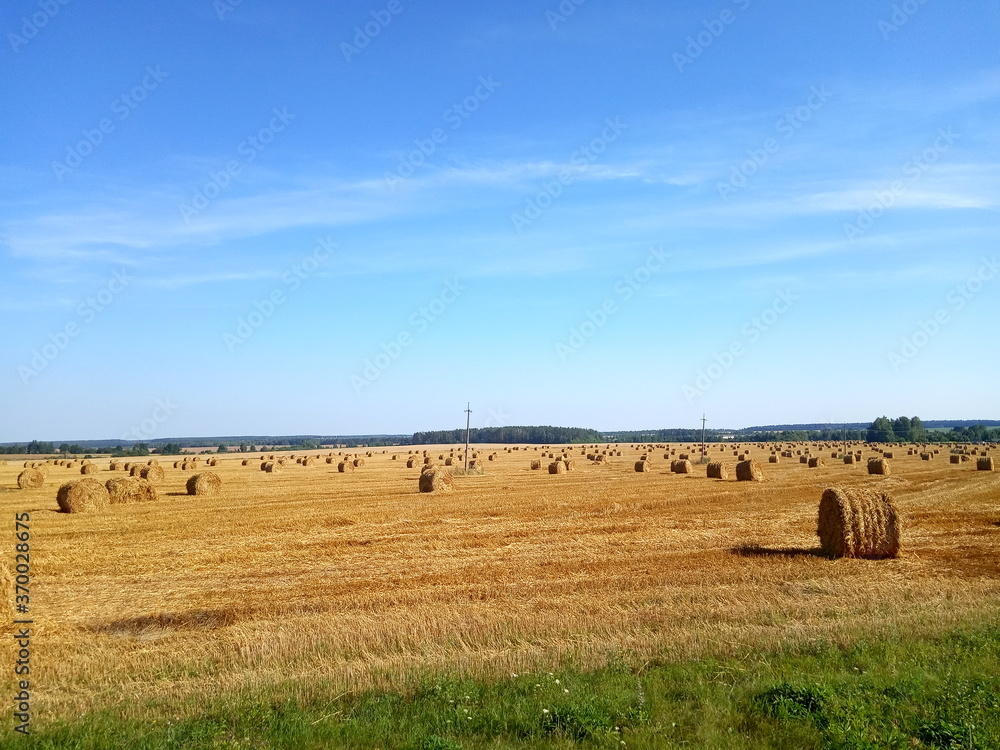 field with harvested wheat in stacks