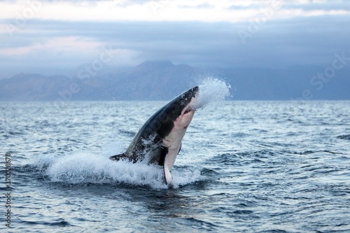 Great White Shark  carcharodon carcharias  Adult Breaching  False Bay in South Africa