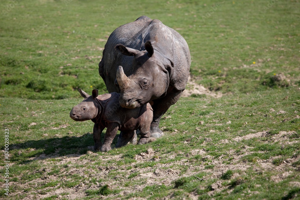 Indian Rhinoceros, rhinoceros unicornis, Mother with Calf Indian Rhinoceros, rhinoceros unicornis, Mother with Calf