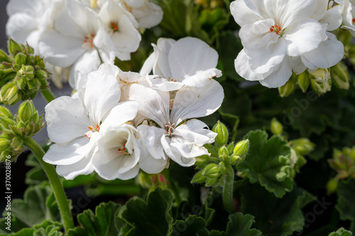 Closeup picture of white flowers with a green background