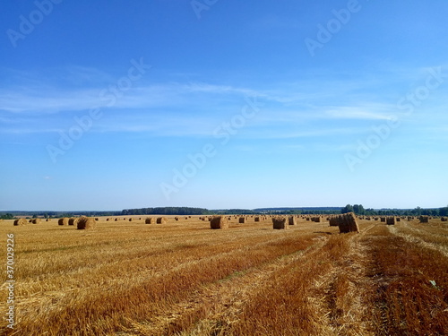 field with harvested wheat in stacks 