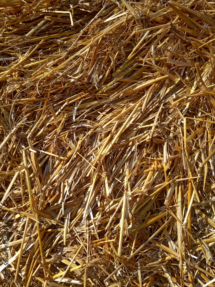 squeezed wheat, yellow straw background