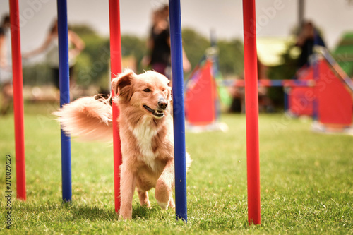 Nova scotia duck tolling retriever in agility slalom on Ratenice competition. Amazing day on czech agility competition in town Ratenice it was competition only for large.