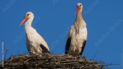 White stork (Ciconia ciconia)