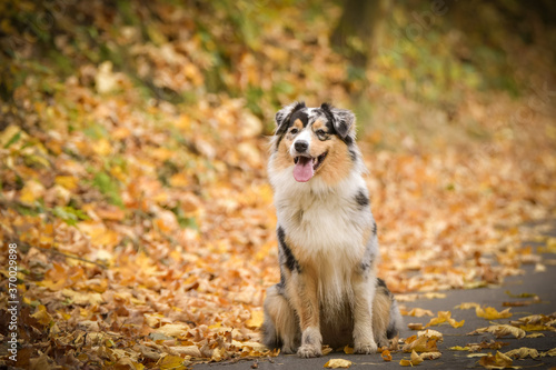 Australian shepherd is sitting on the road. She is very happy outside in autumn.