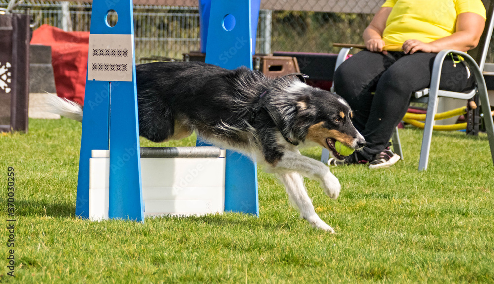 Obraz na plátně Border collie on flyball championship Prague