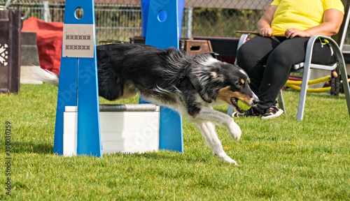 Photography Border collie on flyball championship Prague