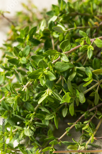 Raw Green Organic Thyme Herb © Brent Hofacker