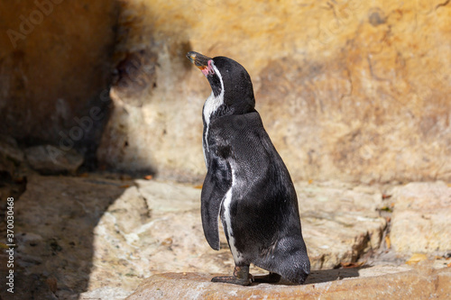 Penguin standing on a stone and looking up.