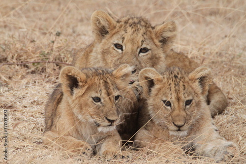 lioness and cubs