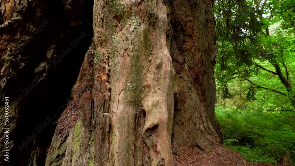 Cinematic tracking shot of giant Redwood in Northern California Cinematic tracking shot of giant Redwood in Northern California