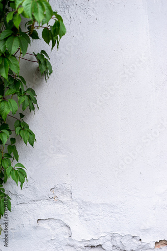 The White Wall with The Ivy for Nature Background. Copy Space for Text