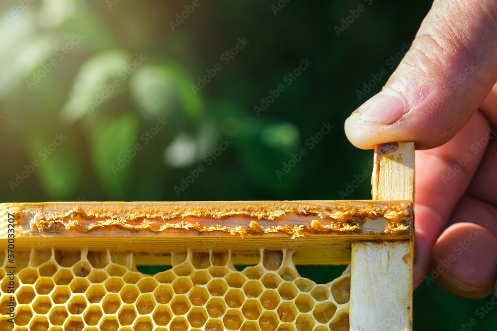 Propolis in the middle of a hive with bees. Bee glue place for text