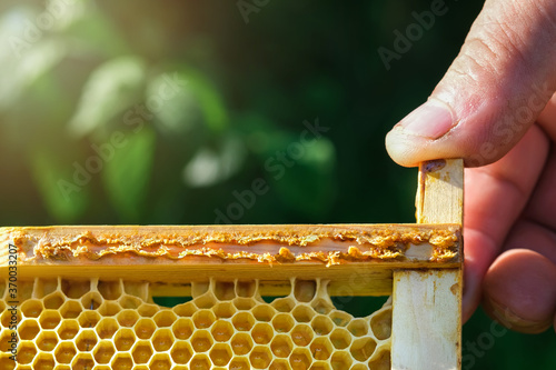 Propolis in the middle of a hive with bees. Bee glue place for text copyspace. Propolis treatment. How it helps heal wounds and fight bacteria. Apitherapy. Top views. photo