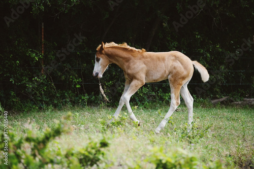 Young colt horse running with grass in mouth through green field during summer.