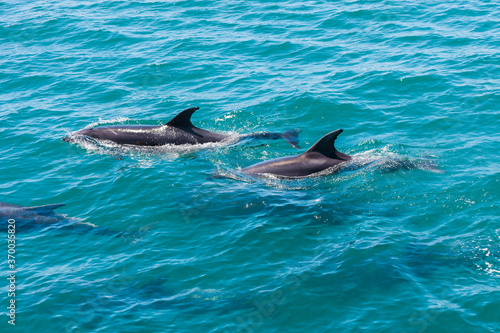 Pod of Dolphins in Bay of Islands  New Zealand