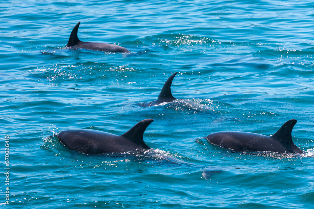 Obraz premium Pod of Dolphins in Bay of Islands, New Zealand