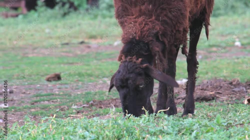 Copy space. A lone sheep eating grass in rural areas.The concept of agriculture Copy space. A lone sheep eating grass in rural areas.The concept of agriculture