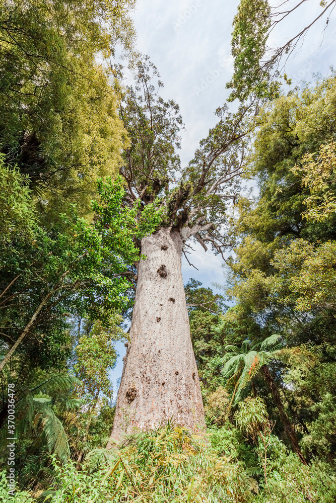 Fototapeta premium Tane Mahuta, the giant Kauri Tree