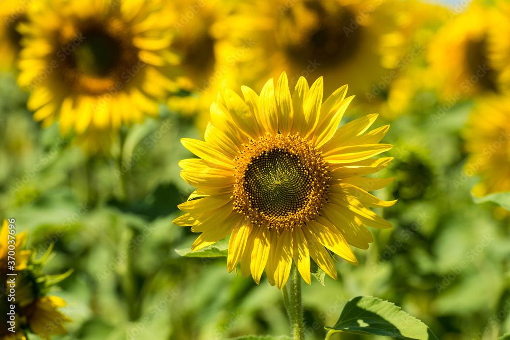 Sunflower and field of sunflowers in the one region in center of Russia Sunflower and field of sunflowers in the one region in center of Russia