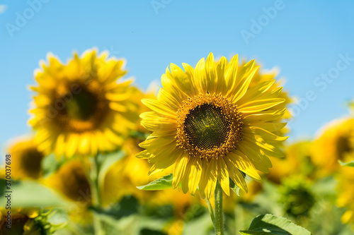 Sunflower and field of sunflowers in the one region in center of Russia