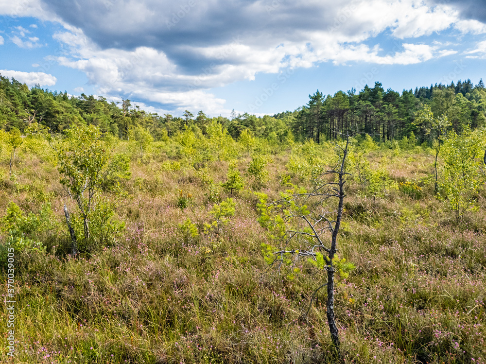Young man made forest under development near delsjön lake gothenburg Sweden