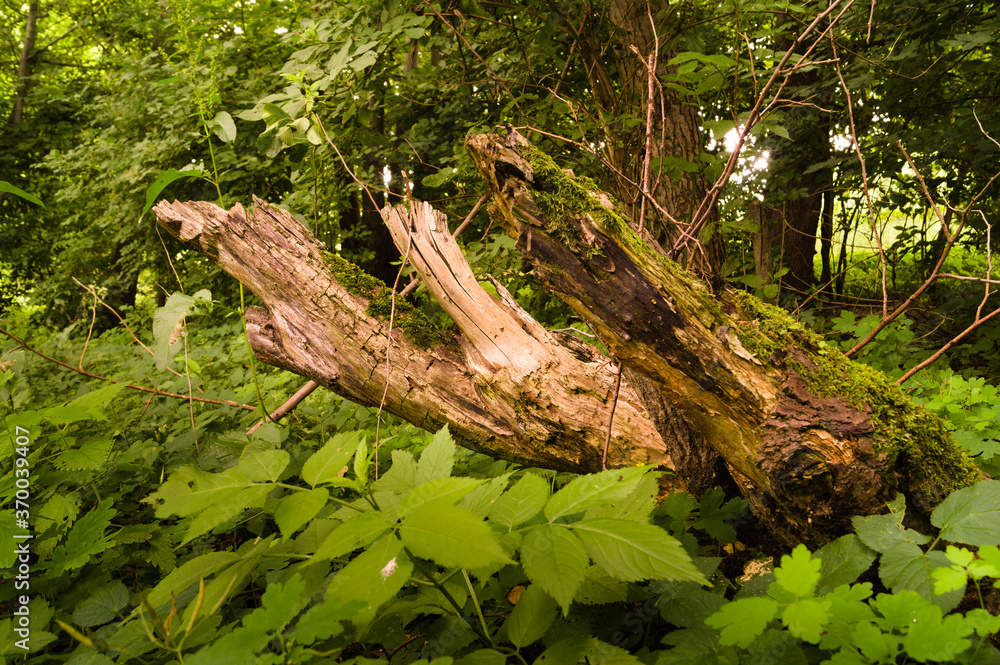 The trunk of an old tree in the forest The trunk of an old tree in the forest