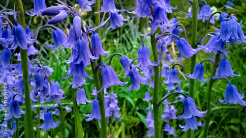 Bluebells in flower amid fresh summer greens