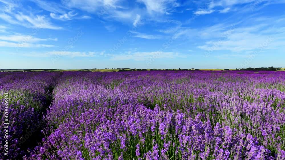 lavender field and blue sky
lavender field and blue sky