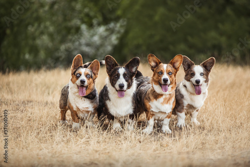 dogs merle corgi on the grass blue eyes photo